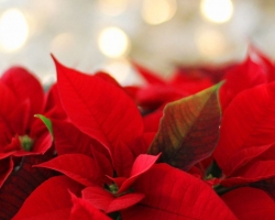 	Vánoční otevírací doba